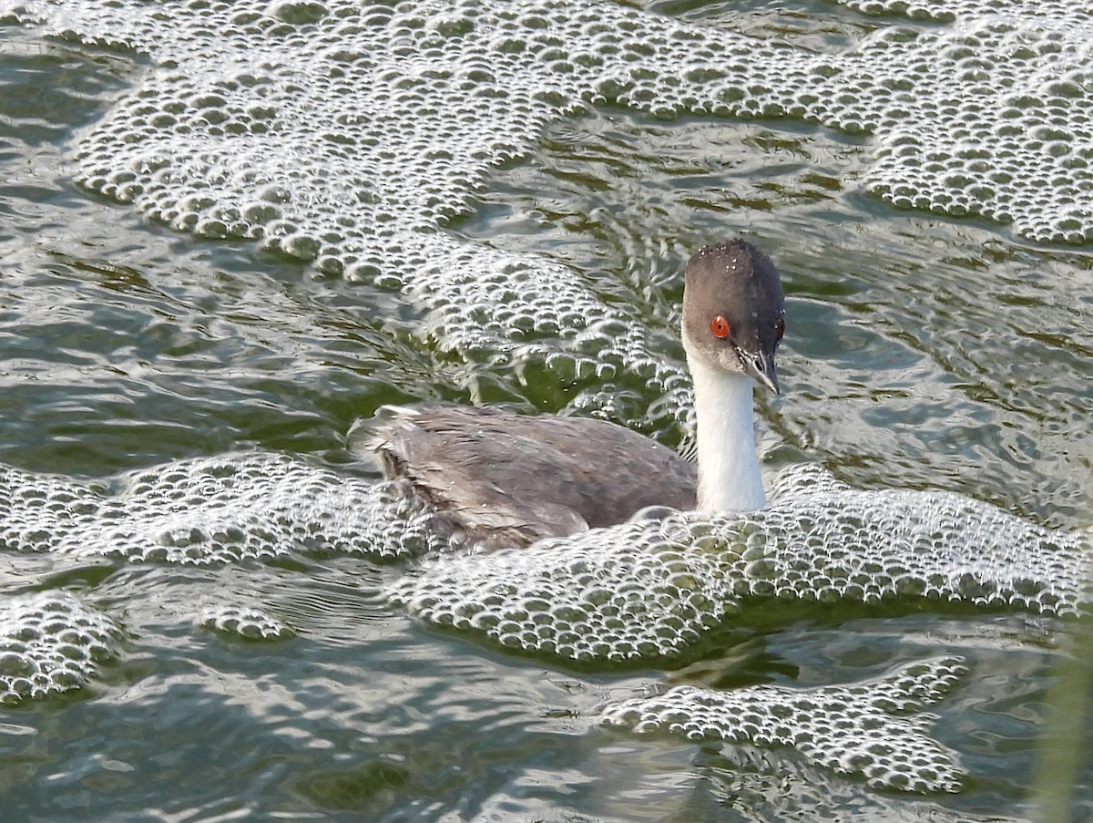 Silvery Grebe - Graciela  Antenucci