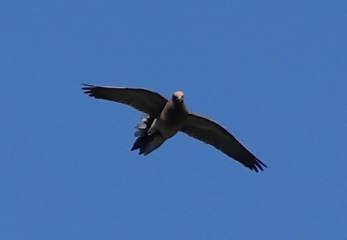 passerine sp. - Marianna B