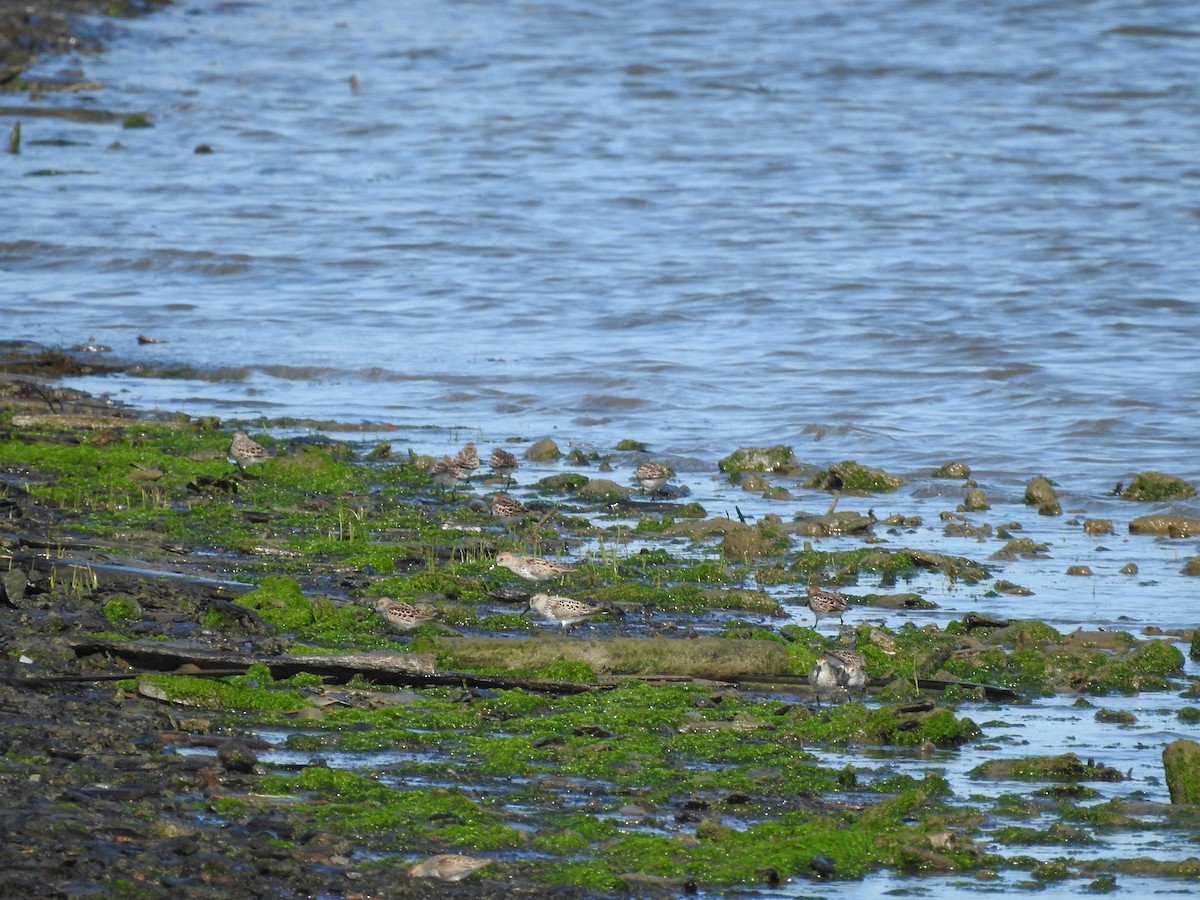 Western Sandpiper - Charlie Likely
