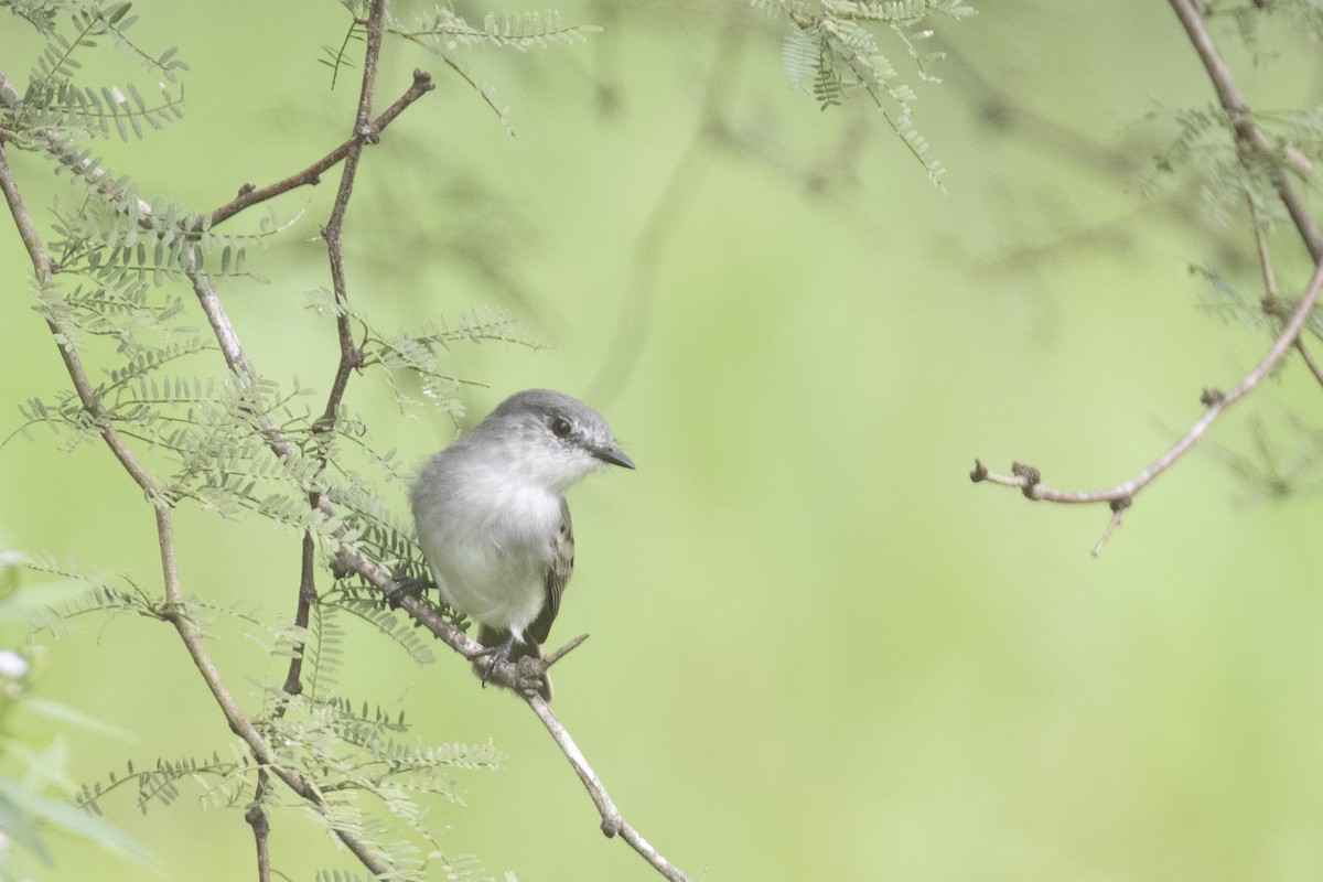 Suiriri Flycatcher - ML618850717