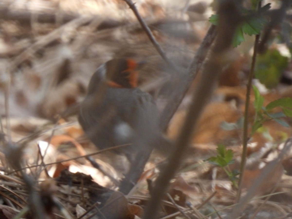 Red-faced Warbler - Bill Lisowsky