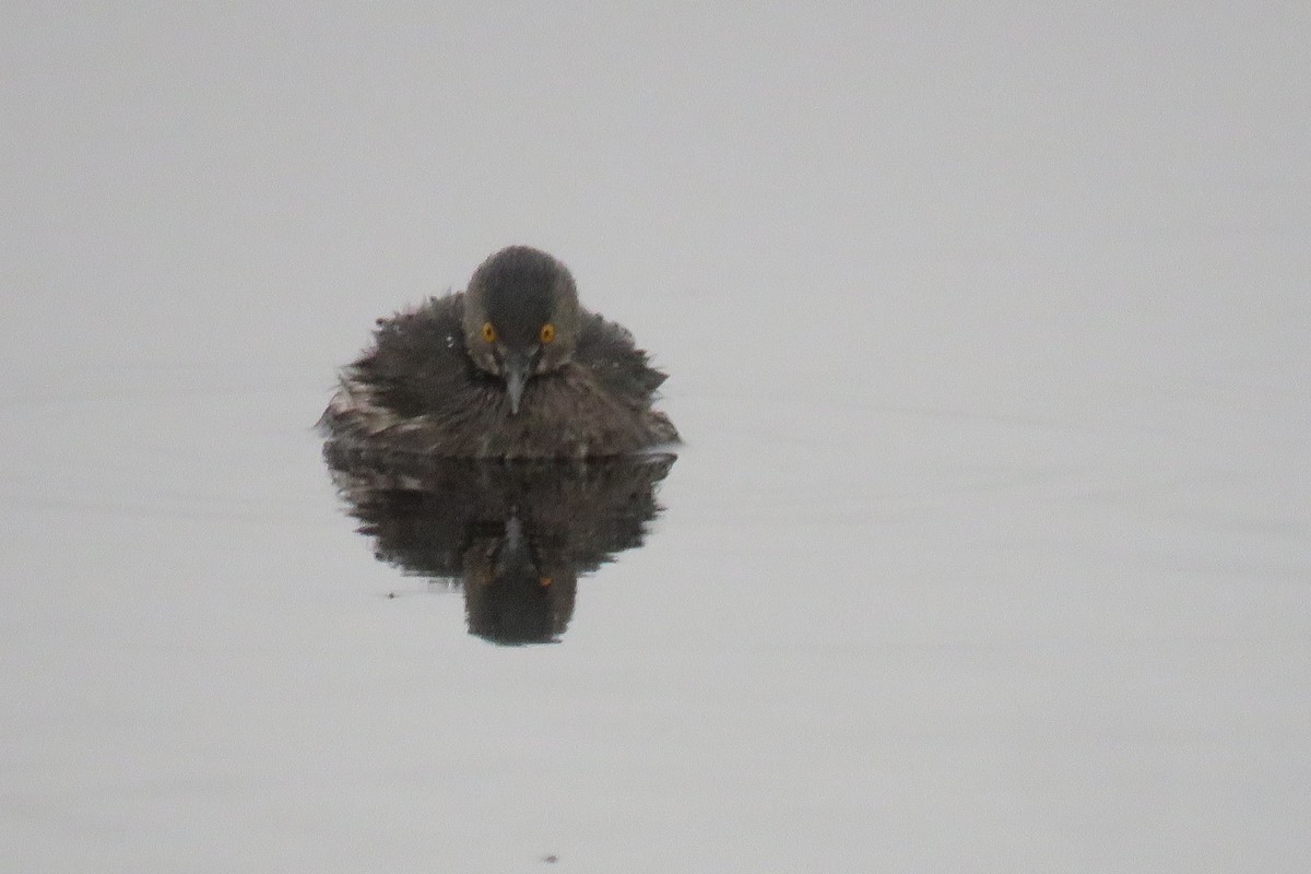 Least Grebe - Patricio Cowper Coles