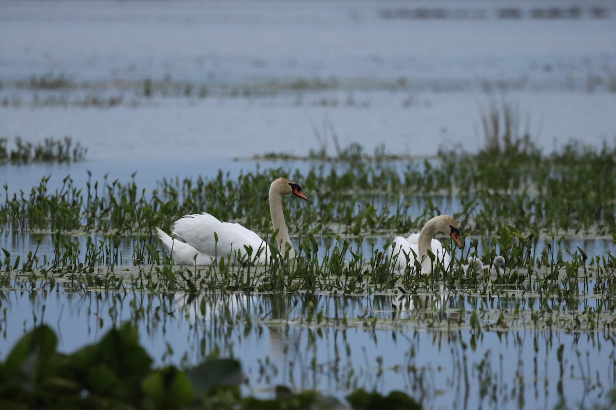 Mute Swan - Sabrina Jacob