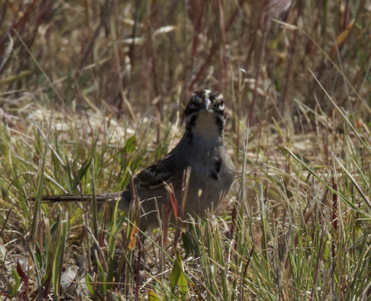 Lark Sparrow - ML618850736