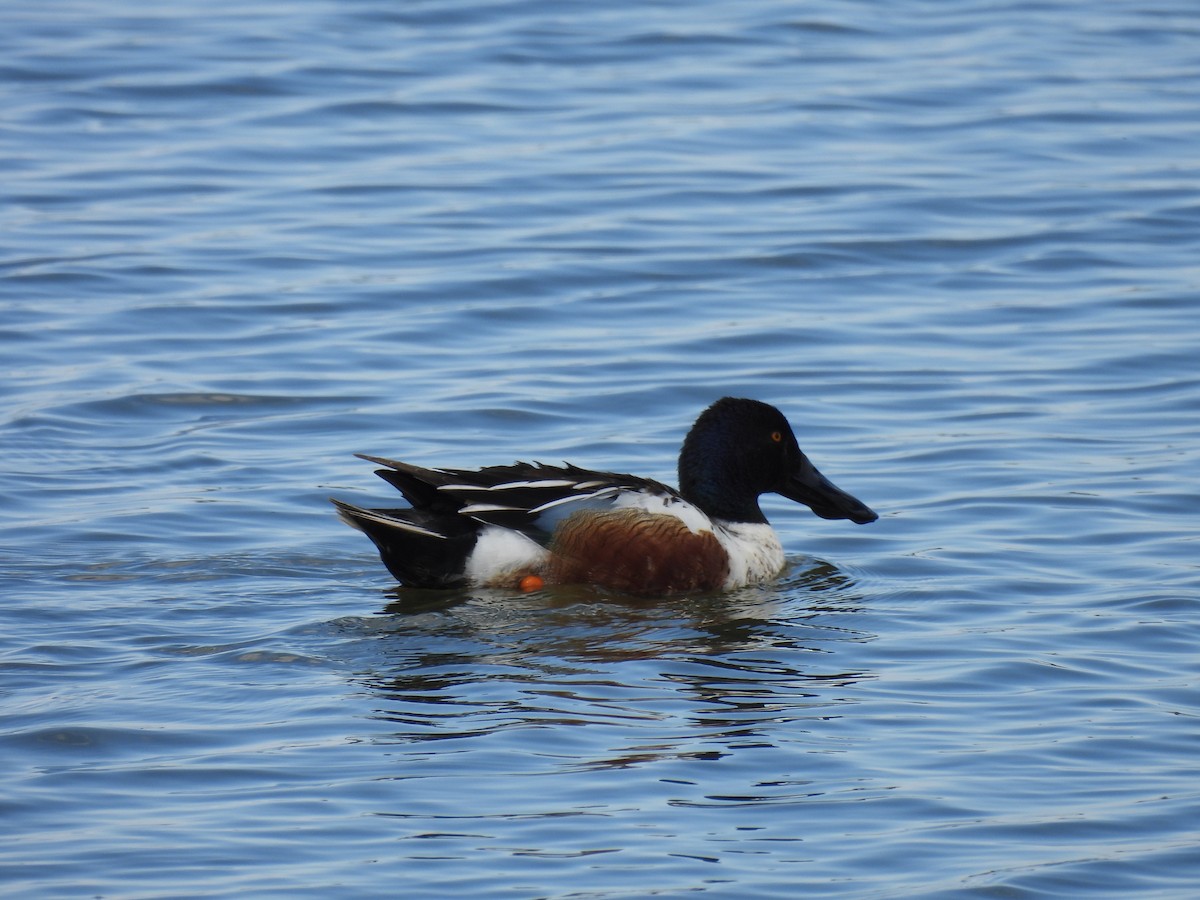 Northern Shoveler - ML618850737