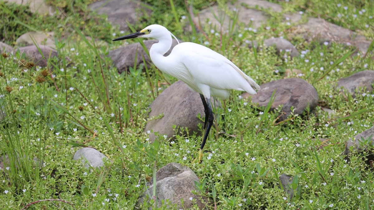 Little Egret - Chengheng Hu