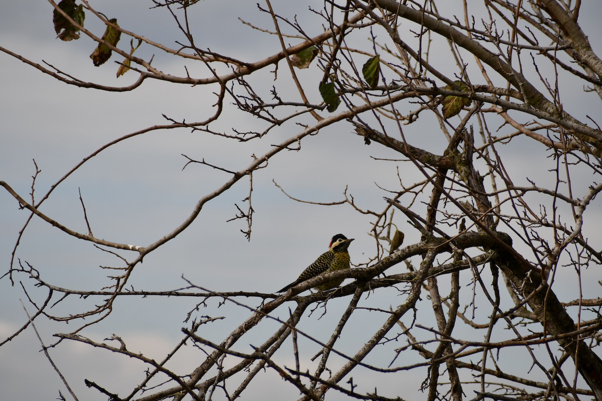 Green-barred Woodpecker - ML618850753