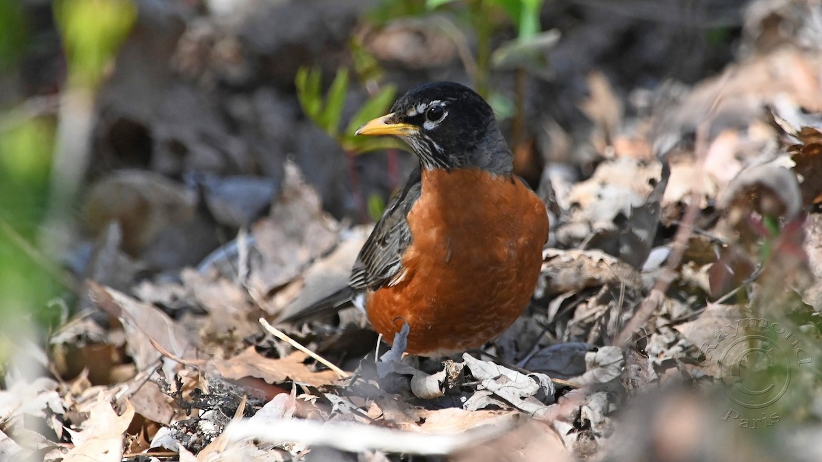 American Robin - Raymond Paris