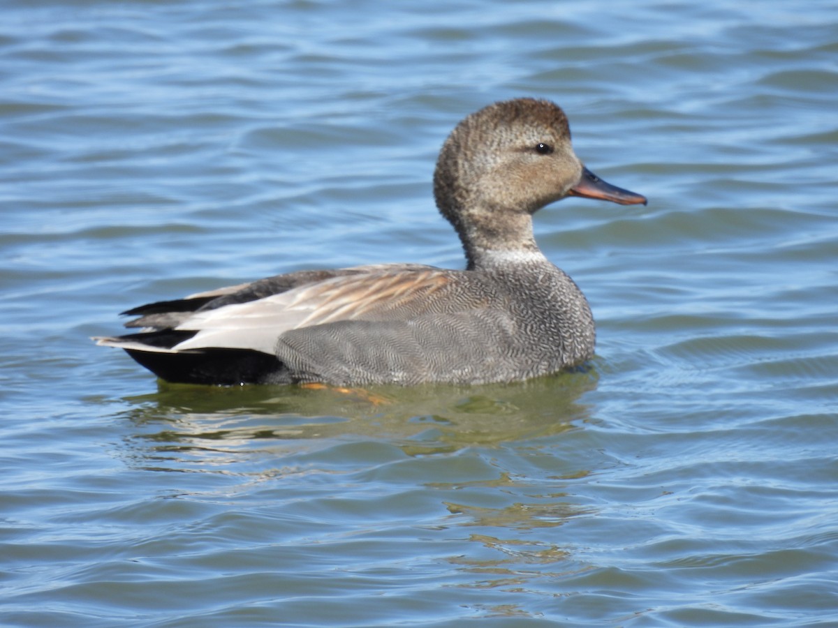 Gadwall - Dany Caouette