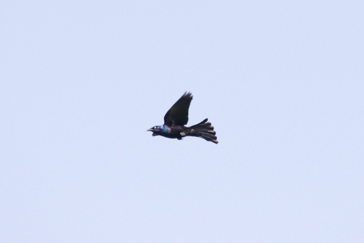 Common Grackle - Loyan Beausoleil