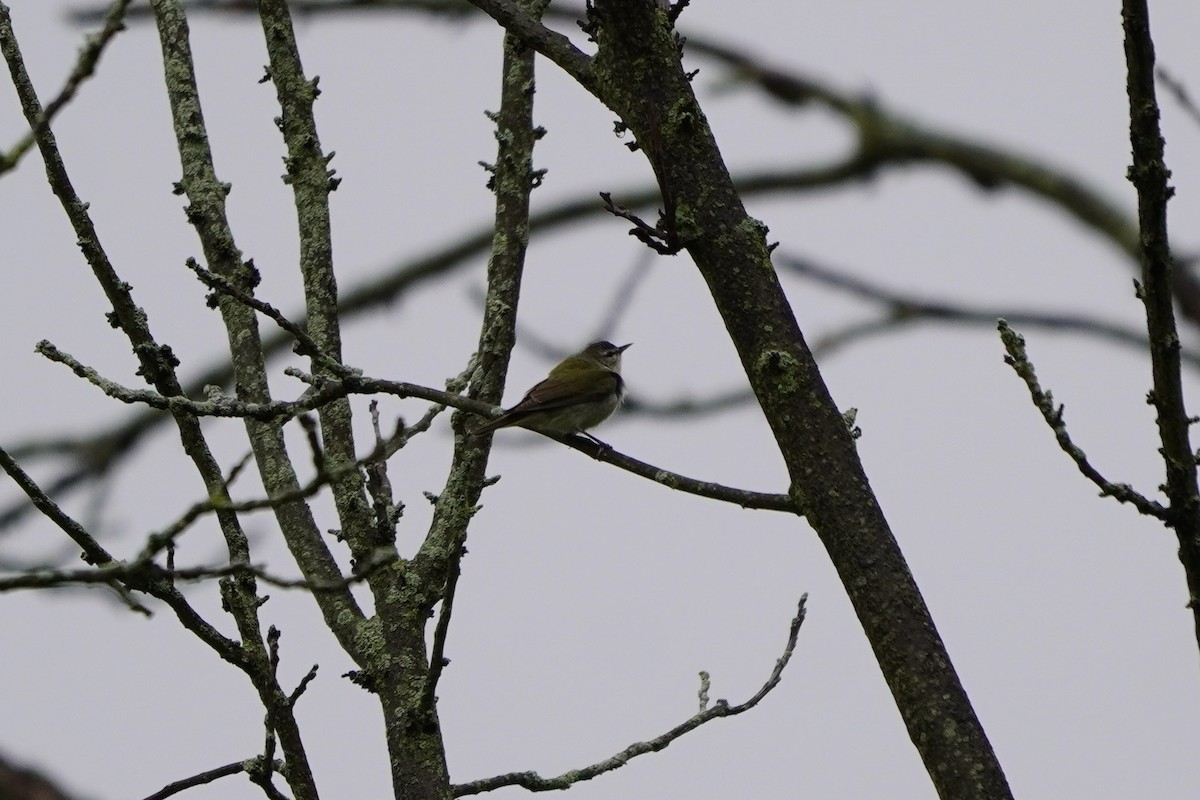 Tennessee Warbler - Greg Hertler