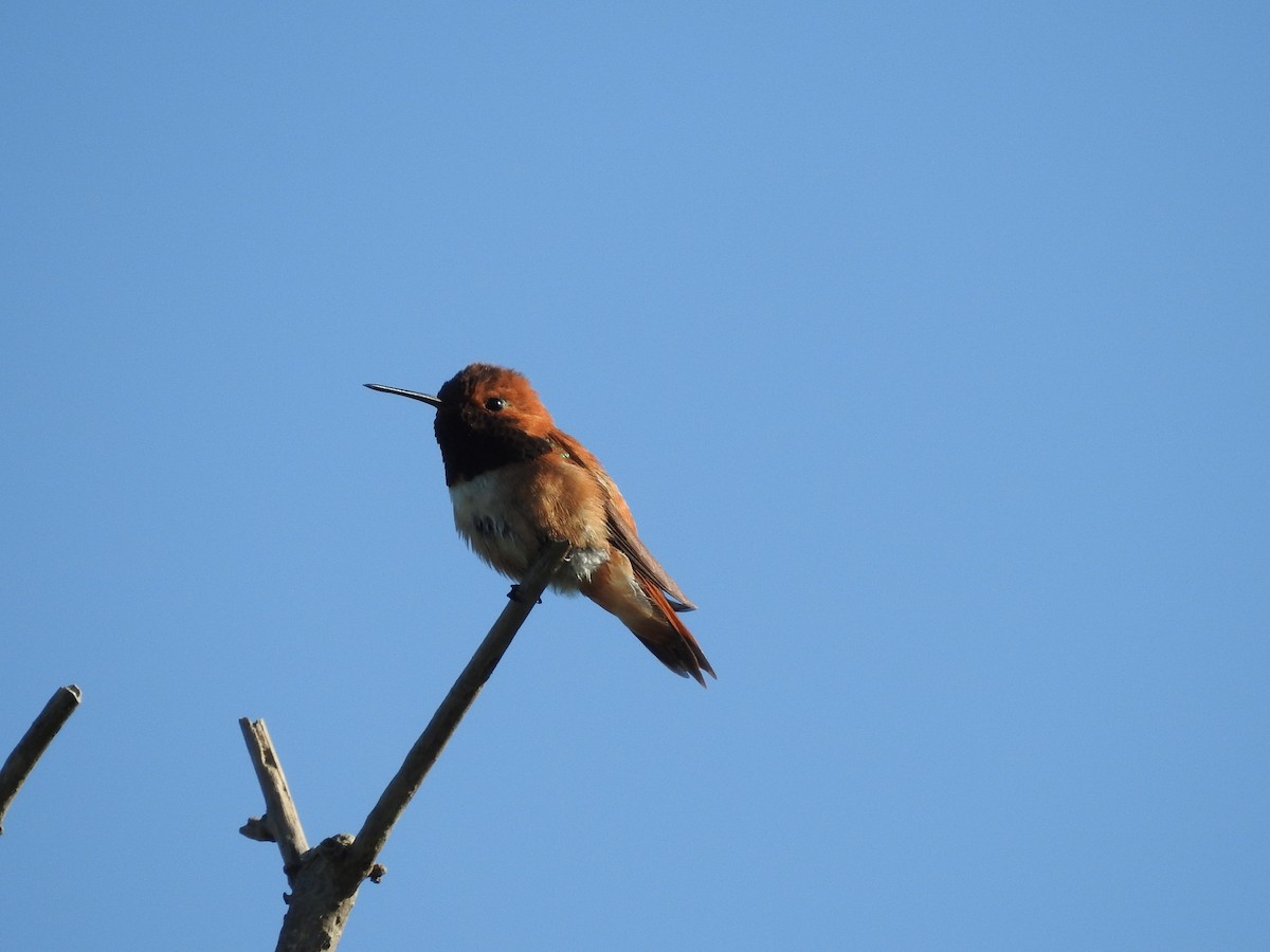 Colibrí Rufo - ML618850763