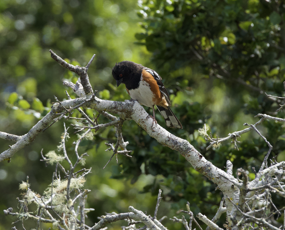 Spotted Towhee - ML618850766