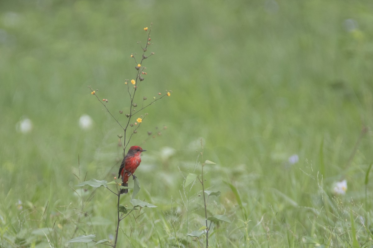 Vermilion Flycatcher - ML618850772