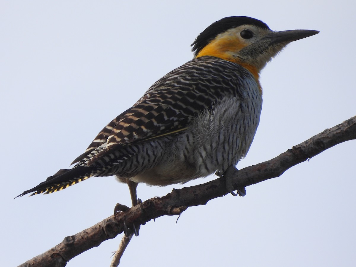 Campo Flicker - Graciela  Antenucci