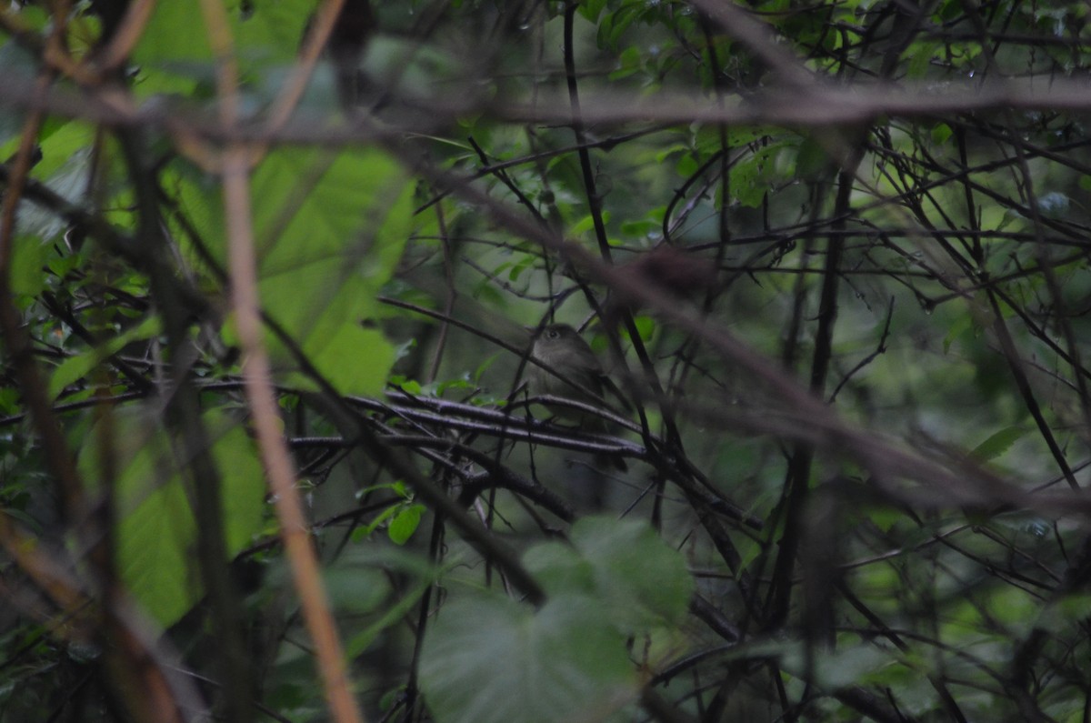 Yellow-bellied Flycatcher - James Mitchell