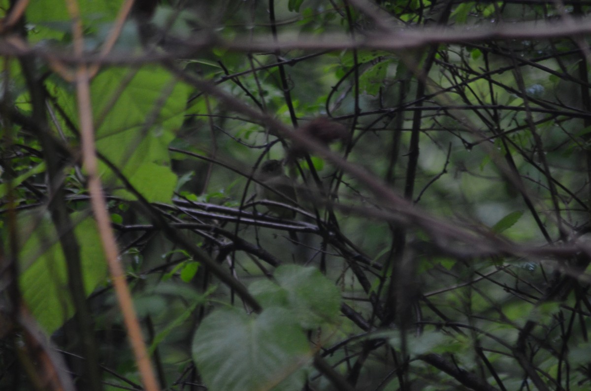 Yellow-bellied Flycatcher - James Mitchell