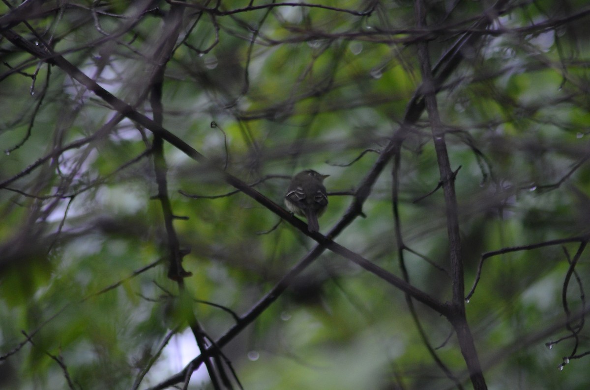 Yellow-bellied Flycatcher - James Mitchell