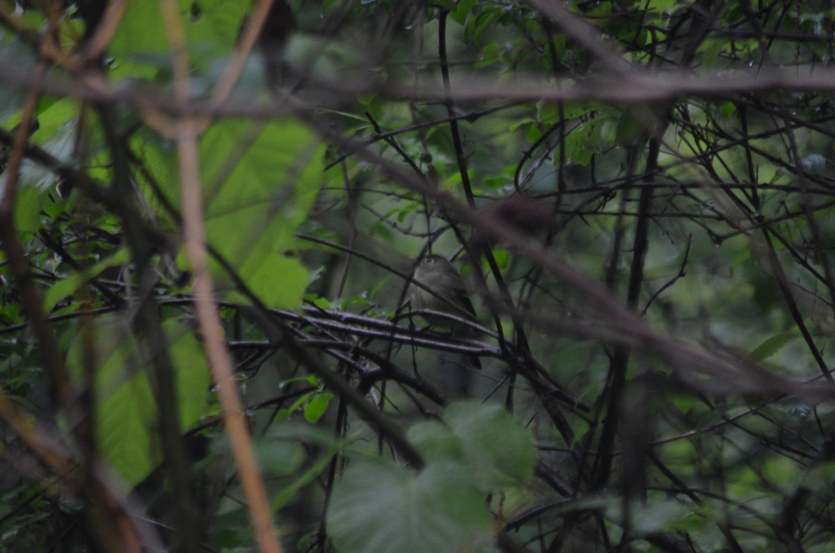 Yellow-bellied Flycatcher - James Mitchell