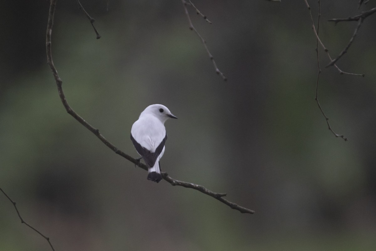 White Monjita - ML618850804