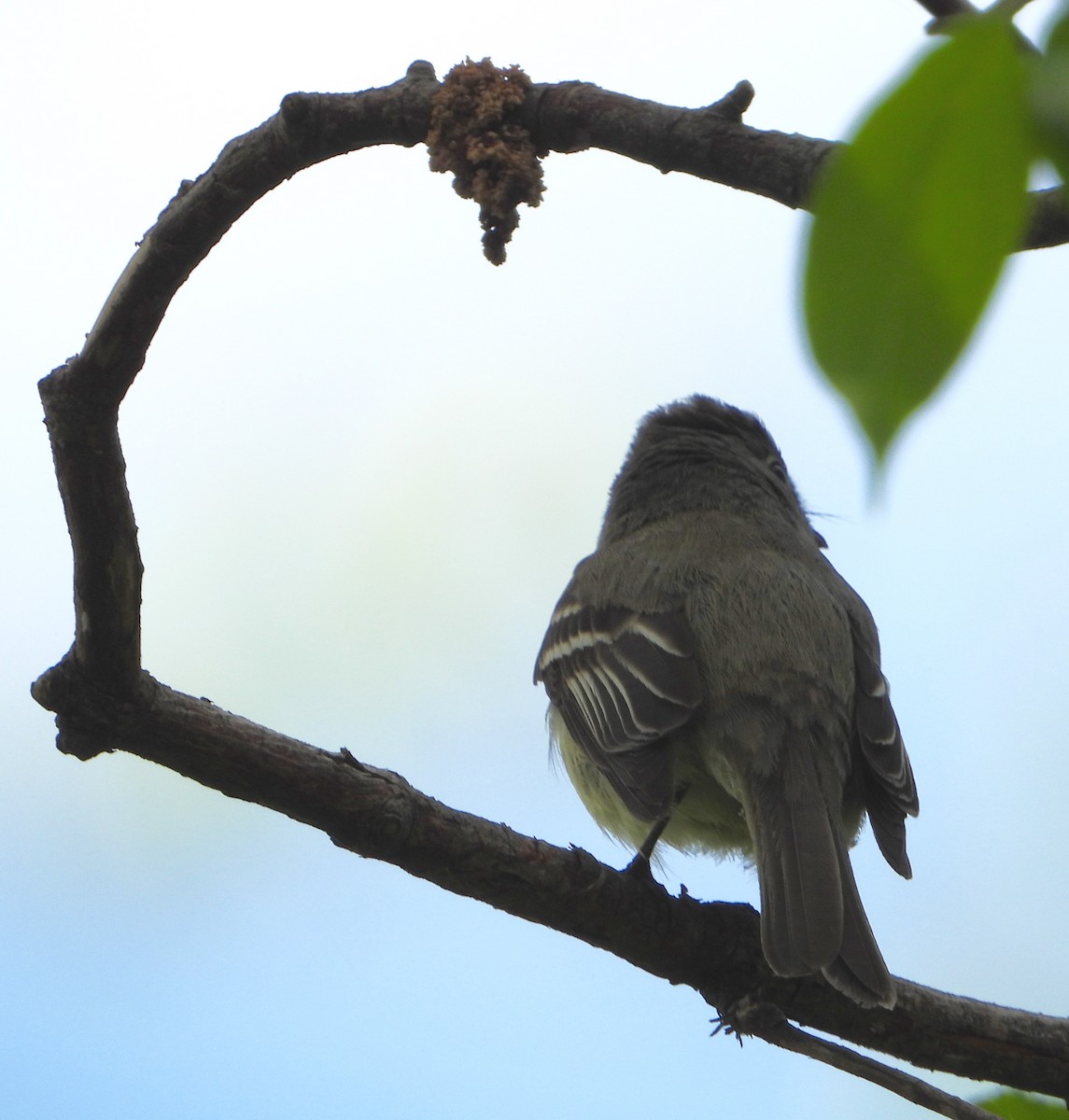 Least Flycatcher - ML618850805