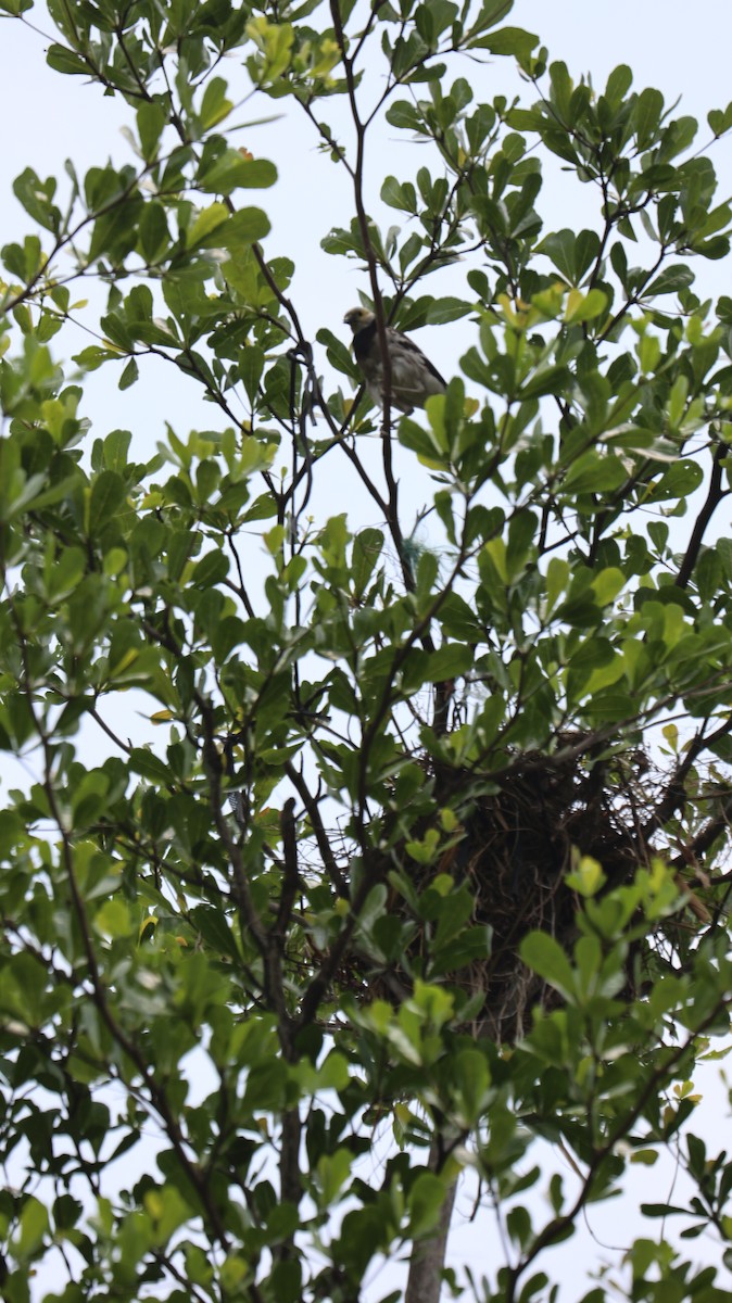 Black-collared Starling - Chengheng Hu