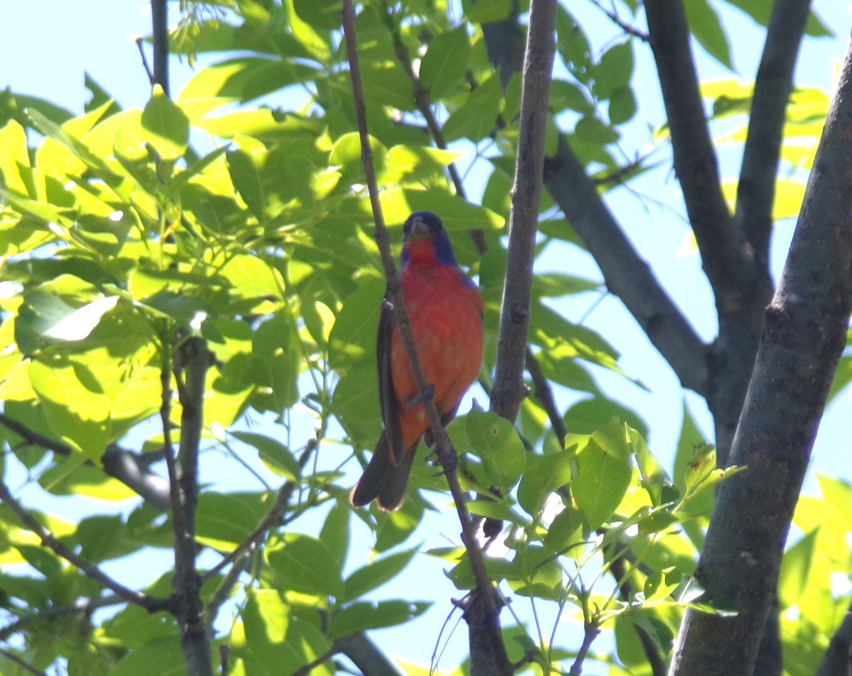 Painted Bunting - Matthew Stephens