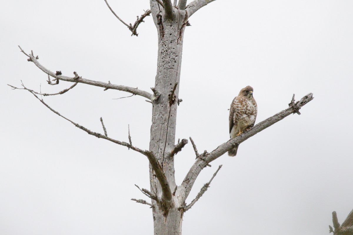 Broad-winged Hawk - Catherine Holland