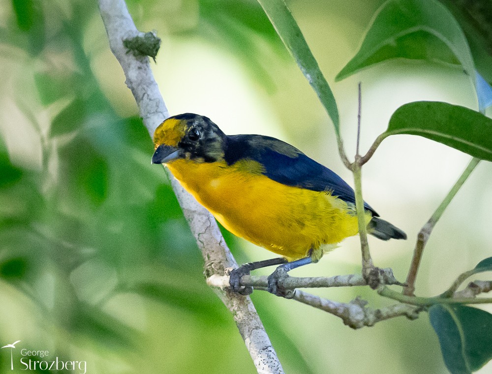 Violaceous Euphonia - George Strozberg