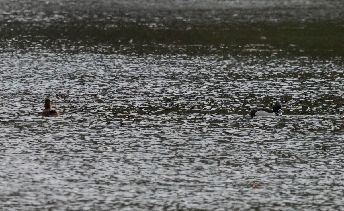 Ring-necked Duck - Peter Crosson