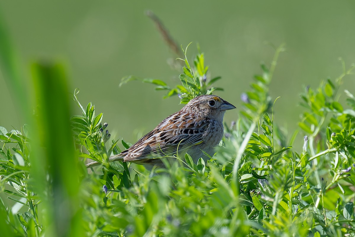 Grasshopper Sparrow - David French