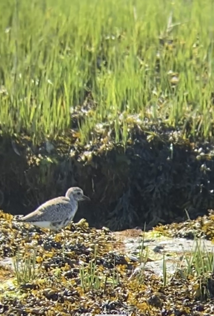 Black-bellied Plover - John Milauskas