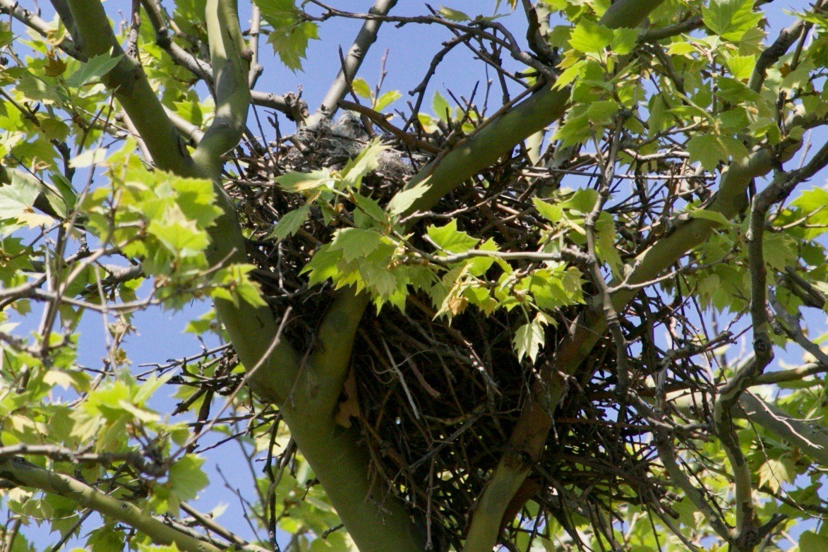 Fish Crow - Loyan Beausoleil