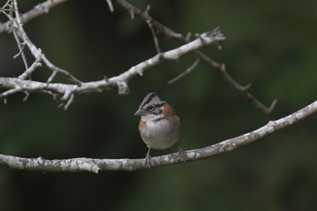 Rufous-collared Sparrow - Oscar Bordon