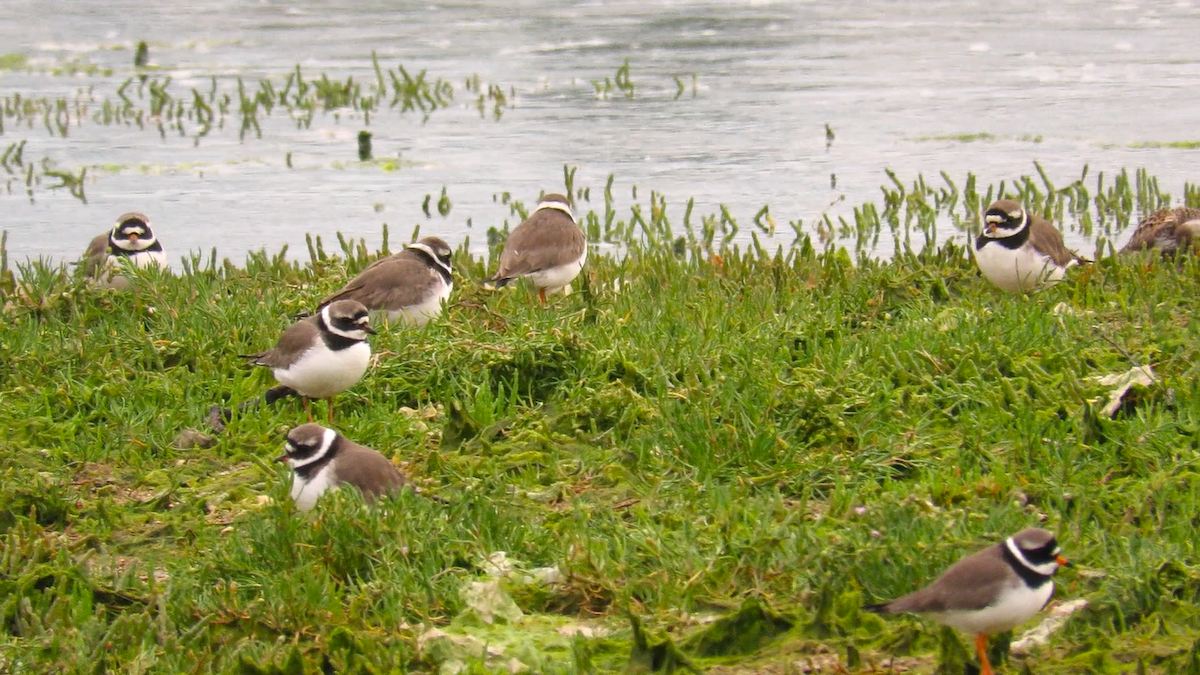 Common Ringed Plover - Abel Ojugas Diaz