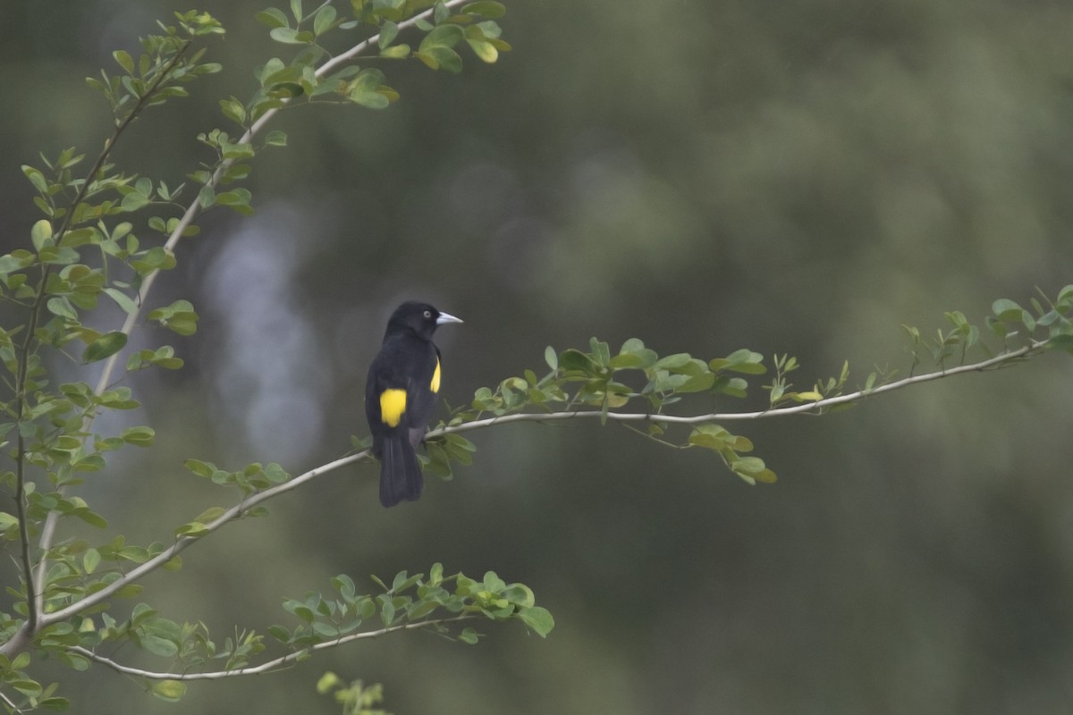 Golden-winged Cacique - ML618850894