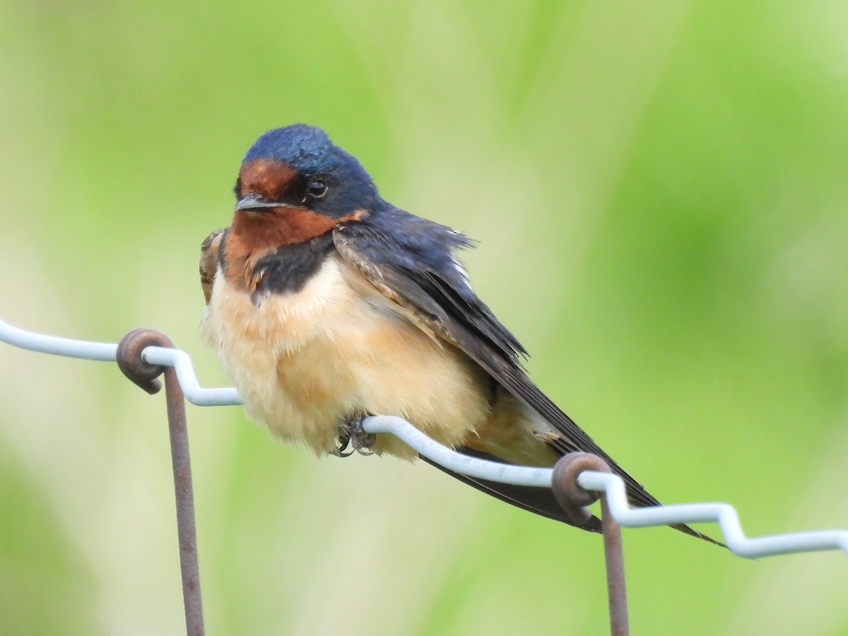 Barn Swallow - Dany Caouette