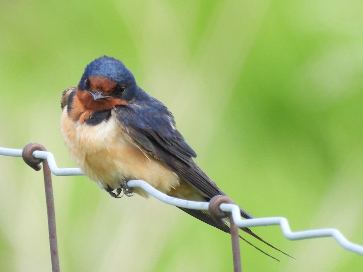 Barn Swallow - Dany Caouette