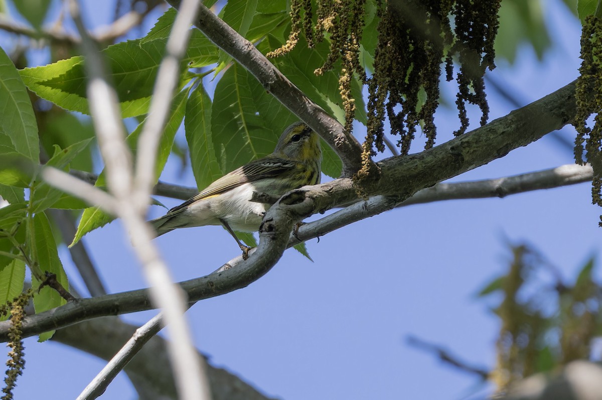 Cape May Warbler - ML618850901