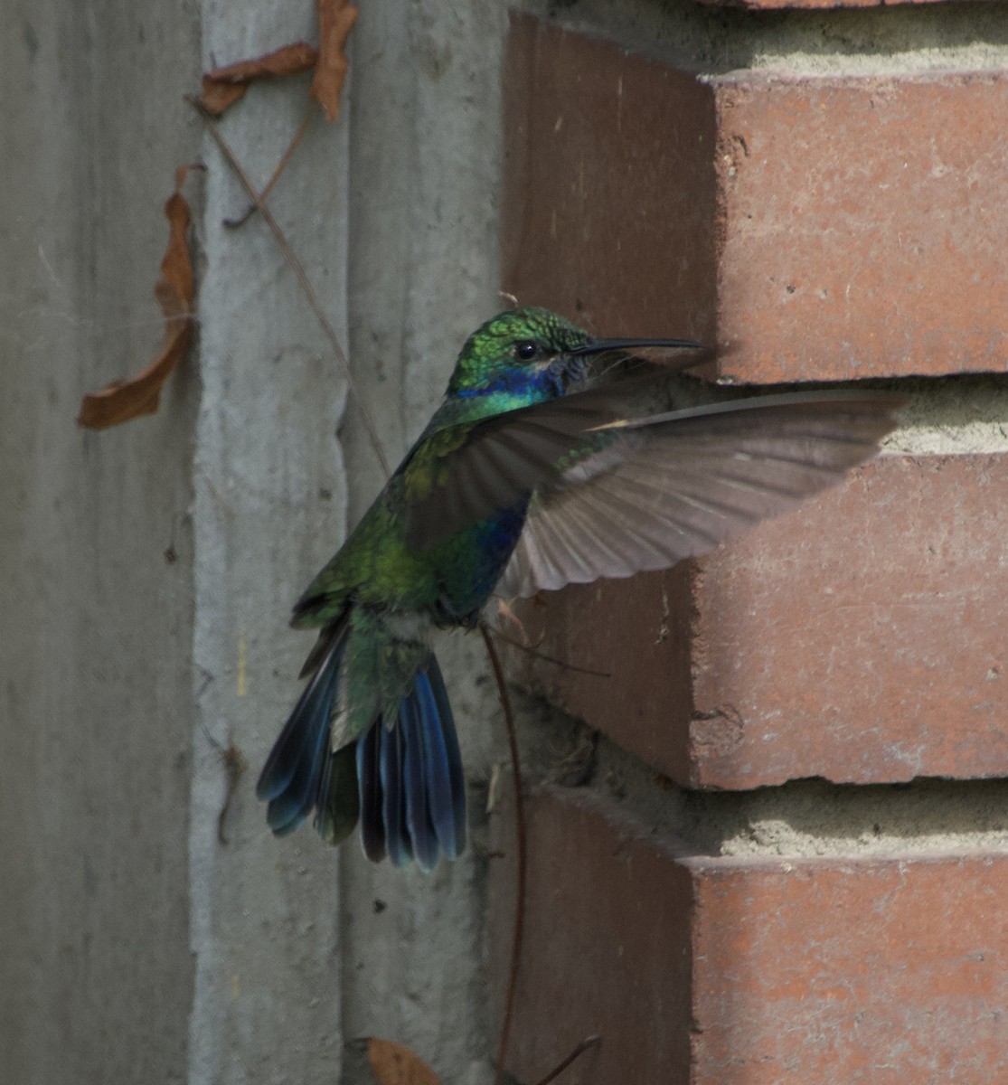 kolibřík modrolící - ML618850905