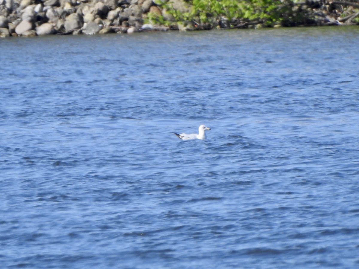 Ring-billed Gull - Anita Hooker