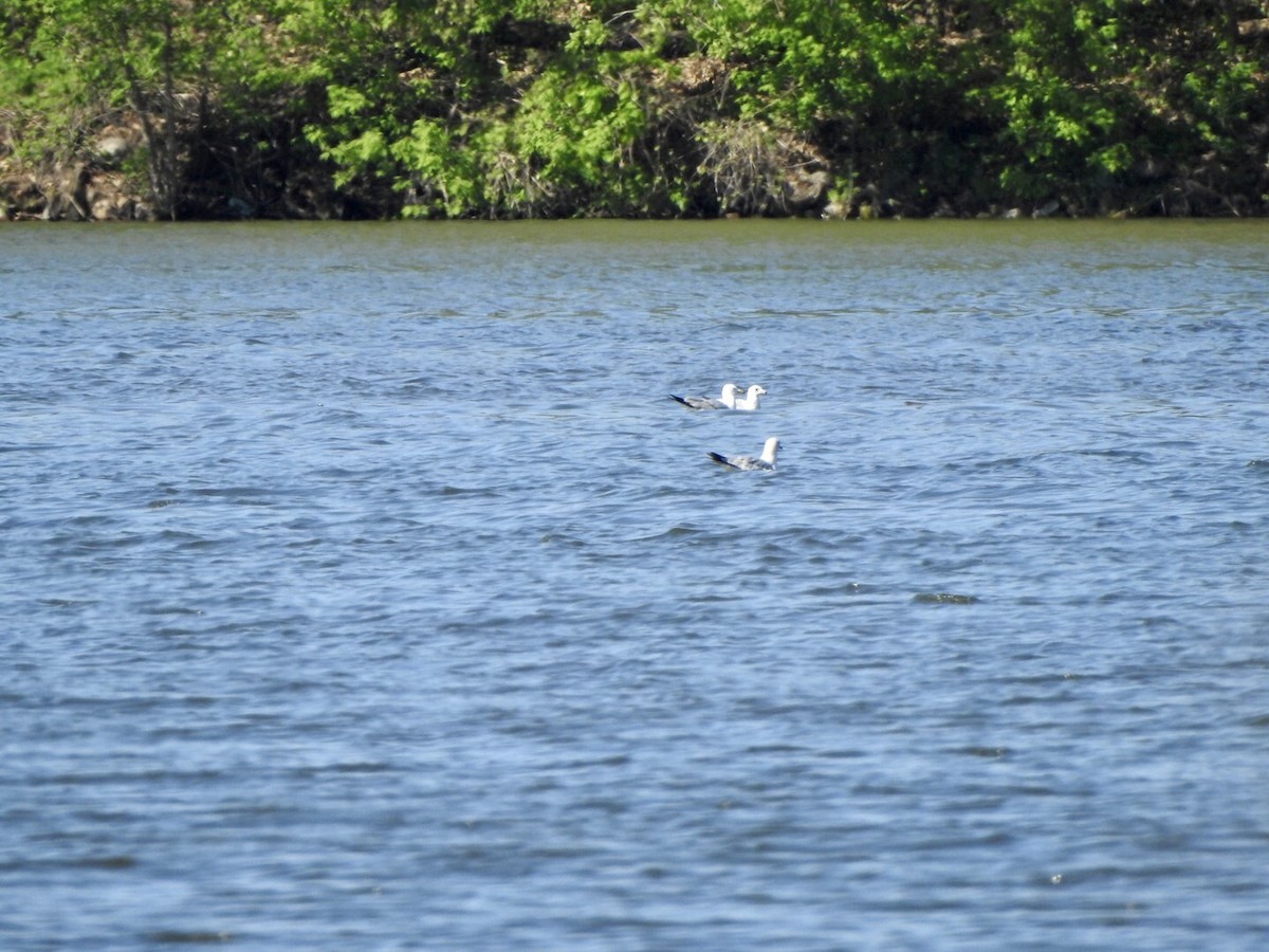 Ring-billed Gull - Anita Hooker