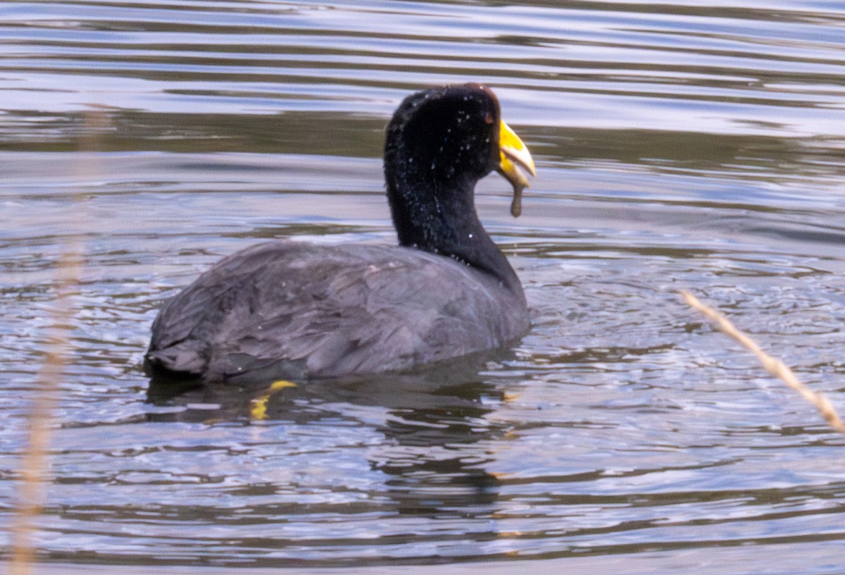 Slate-colored Coot - Gerhard Josef Bauer