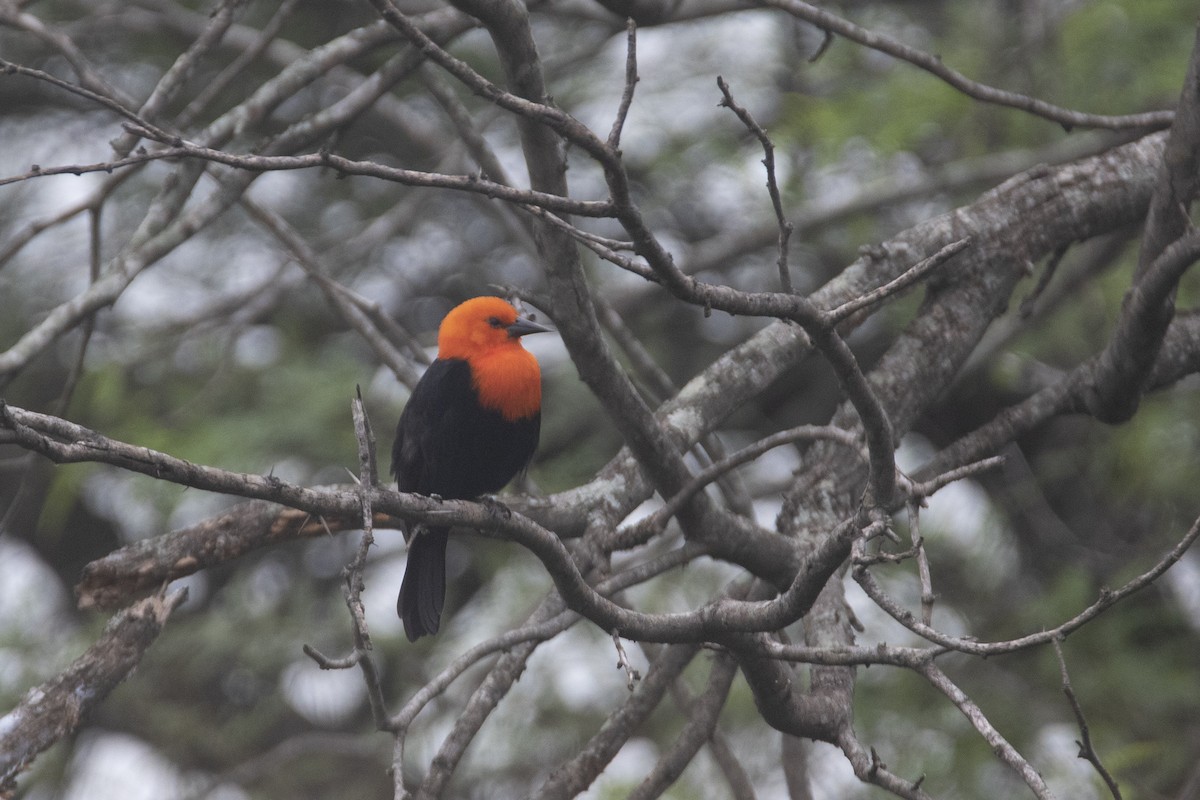 Scarlet-headed Blackbird - ML618850921