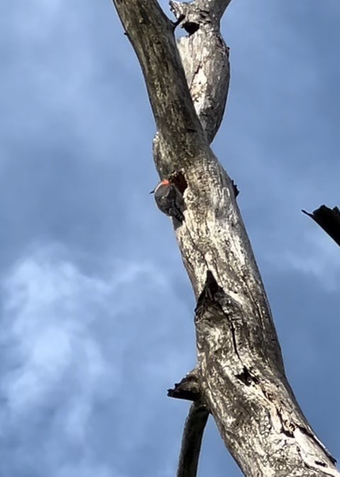 Red-bellied Woodpecker - ML618850926