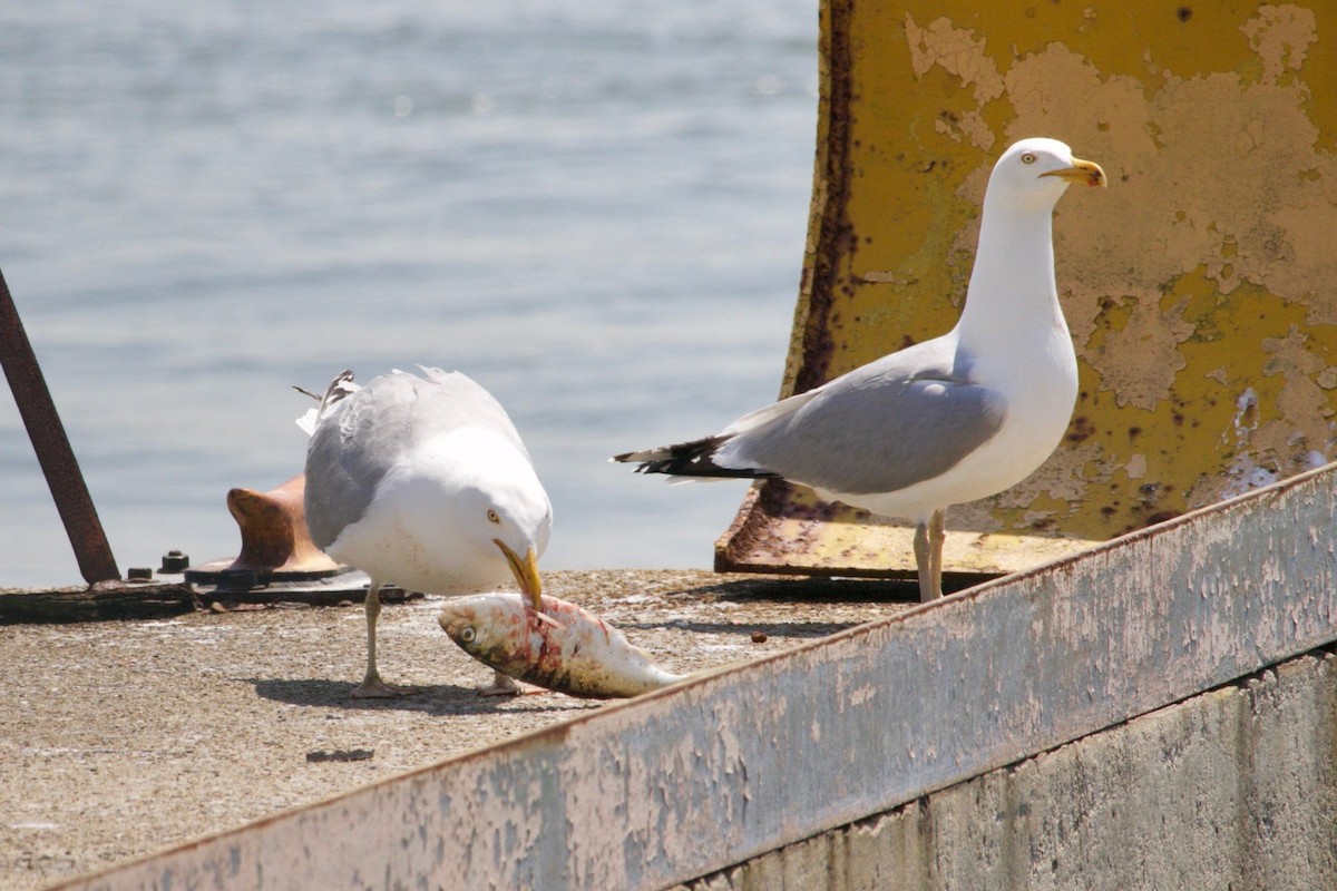 Herring Gull - Loyan Beausoleil