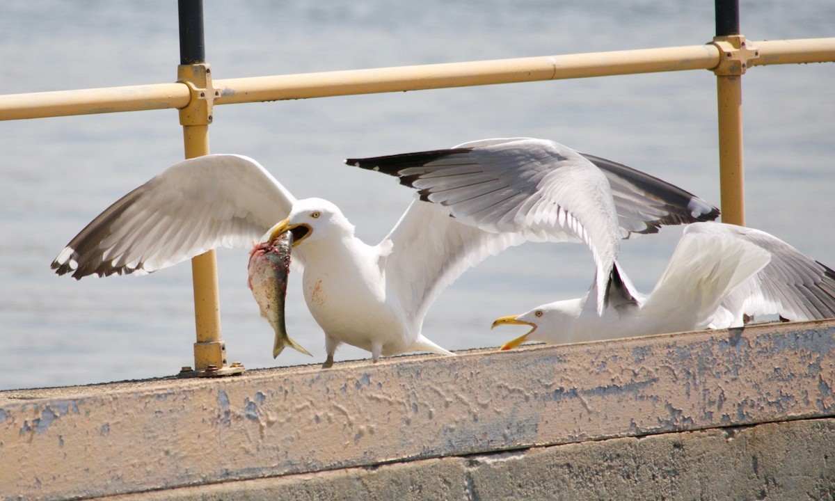 Herring Gull - Loyan Beausoleil