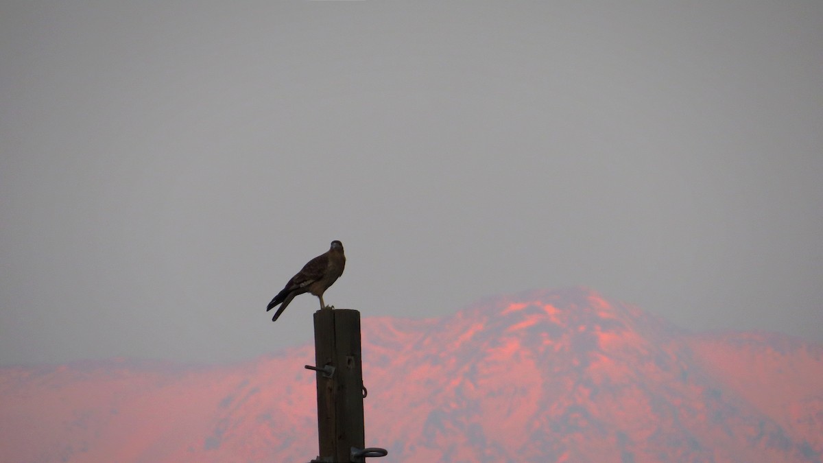 Chimango Caracara - Daniel Gañan (Organizacion Ambiental Vida Silvestre)