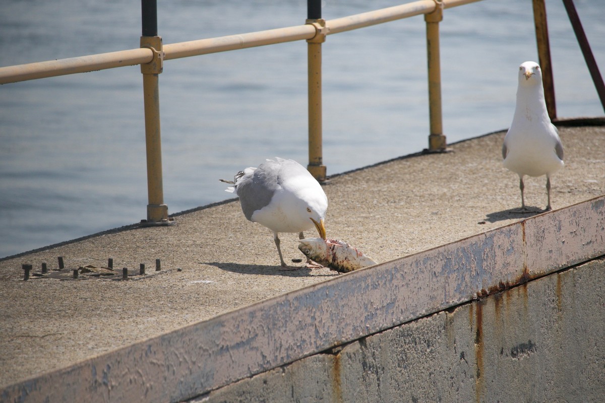 Herring Gull - Loyan Beausoleil