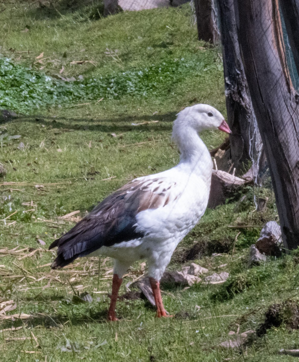 Andean Goose - Gerhard Josef Bauer